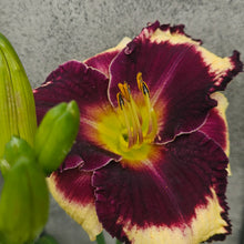 Load image into Gallery viewer, Hemerocallis ‘Longfield Moussaka&#39; - Longfield Moussaka Daylily
