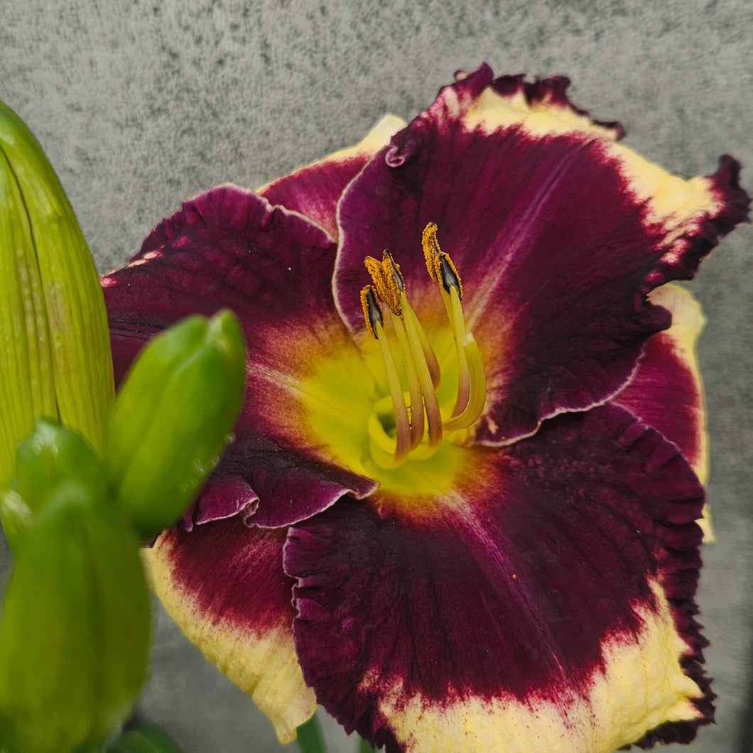 Hemerocallis ‘Longfield Moussaka' - Longfield Moussaka Daylily