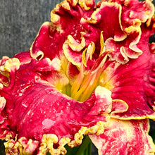 Load image into Gallery viewer, Hemerocallis ‘Born to Run&#39; - Born to Run Daylily
