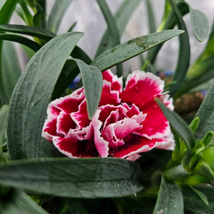 Dianthus caryophyllus Sunflor®Sofia - Sunflor®Sofia Dwarf Hardy Carnation