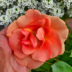 Rosa - Chinook Sunrise® 49th Parallel Collection Rose