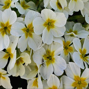 Primula vulgaris ‘Oakleaf White’ - White Oakleaf Primrose