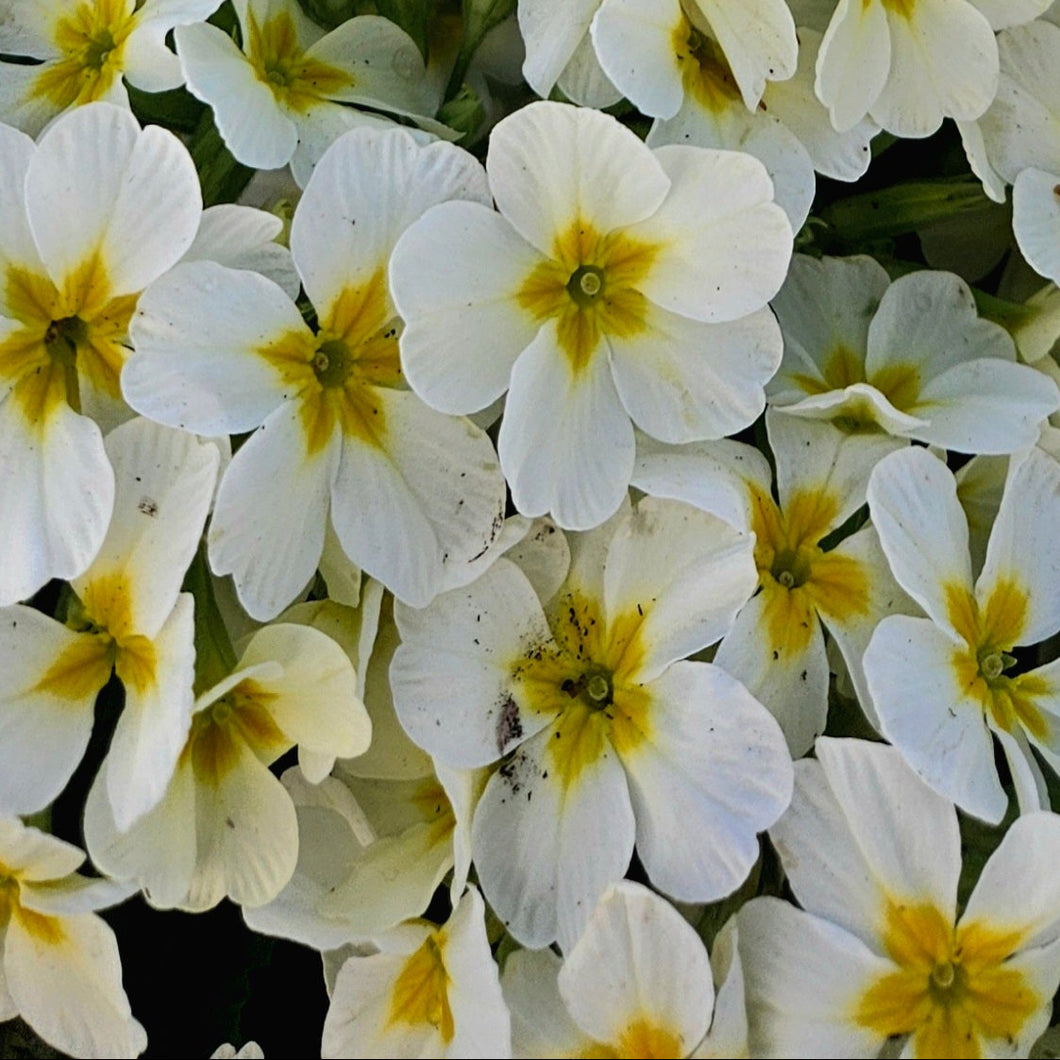 Primula vulgaris ‘Oakleaf White’ - White Oakleaf Primrose