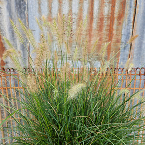 Pennisetum alopecuroides 'Hameln' - Hameln Fountain Grass