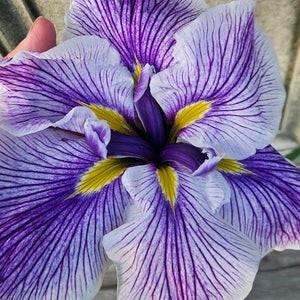 Iris ensata Dinner Plate Blueberry Pie Double Japanese Iris