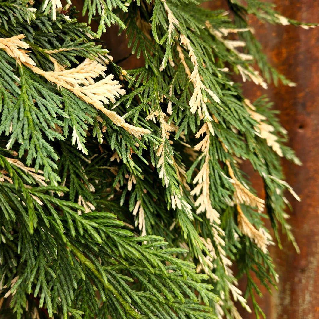 Greens - Ontario Naylor's Blue Variegated Cypress