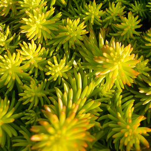 Sedum rupestre 'Angelina' - Angelina Stonecrop