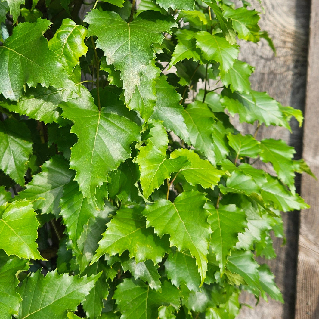 Betula platyphylla 'Jefpark' - Parkland Pillar® Paper Birch