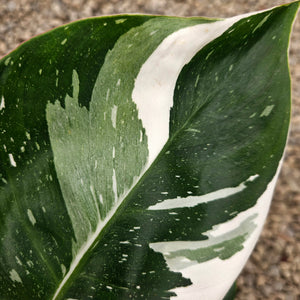 Philodendron 'White Princess' - White Princess Philodendron