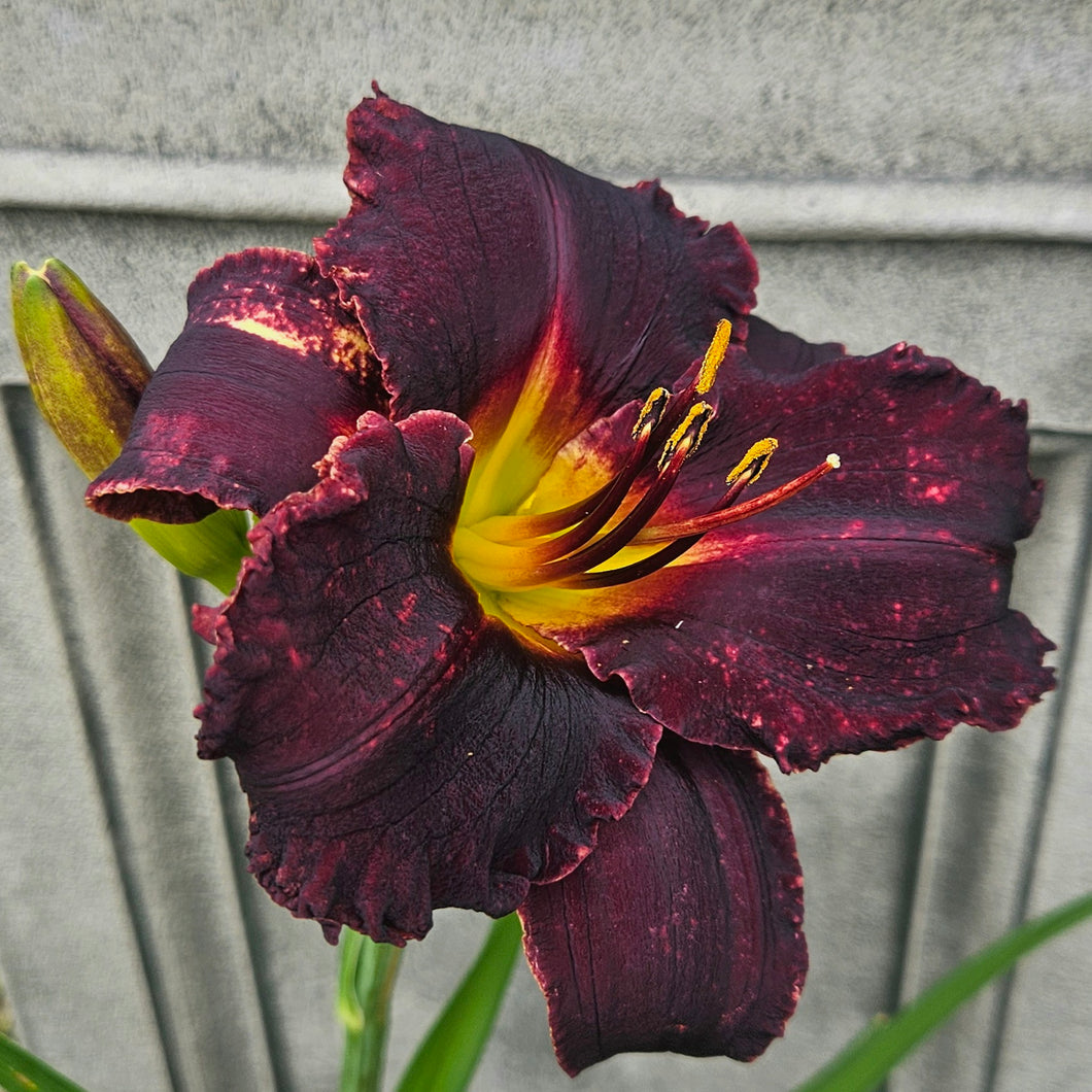 Hemerocallis ‘Longfield Black Magic' - Longfield Black Magic Daylily