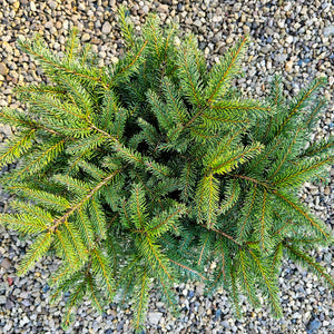 Picea abies 'Nidiformis' - Nest Spruce