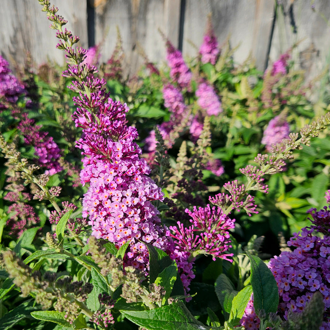 Buddleia Chrysalis™ Pink - Chrysalis™ Pink Butterfly Bush