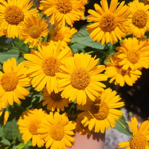 Heliopsis Tuscan Sun