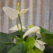 Load image into Gallery viewer, Anthurium
