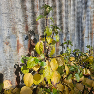 Hydrangea anomala petiolaris - Climbing Hydrangea