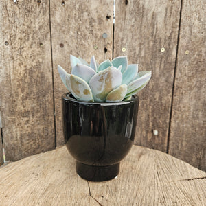 Ceramic Pedestal Vase