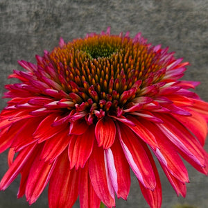 Echinacea 'Double Scoop Raspberry' - Double Scoop Raspberry Coneflower