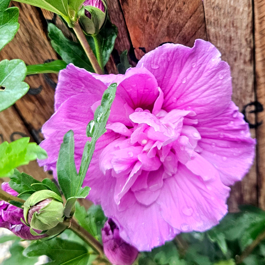 Hibiscus syriacus - Dark Lavender Chiffon® Rose of Sharon