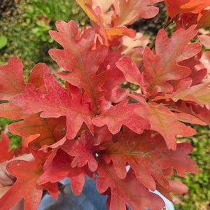 Quercus robur 'Crimschmidt' - Crimson Spire™ Columnar Oak