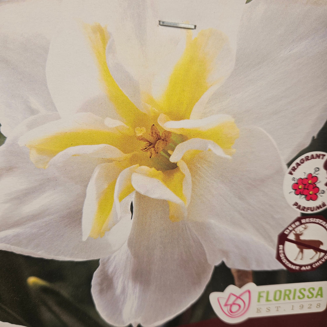 Daffodil/Narcissi, Butterfly - Lemon Beauty 12+