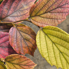 Load image into Gallery viewer, Fothergilla &#39;Mount Airy&#39; - Dwarf Fothergilla
