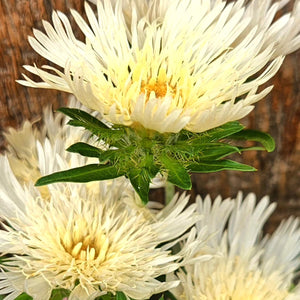 Stokesia laevis 'Mary Gregory' - Mary Gregory Stokes' ASter