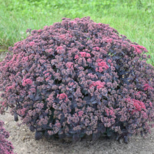 Load image into Gallery viewer, Sedum Rock &#39;N Grow® &#39;Midnight Velvet&#39; - Rock &#39;N Grow® Midnight Velvet Stonecrop
