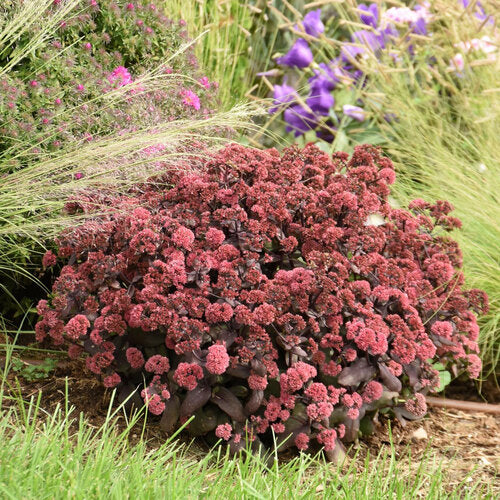 Sedum Rock 'N Grow® 'Midnight Velvet' - Rock 'N Grow® Midnight Velvet Stonecrop
