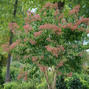 Load image into Gallery viewer, Heptacodium miconioides - Temple of Bloom® Seven-Son Flower
