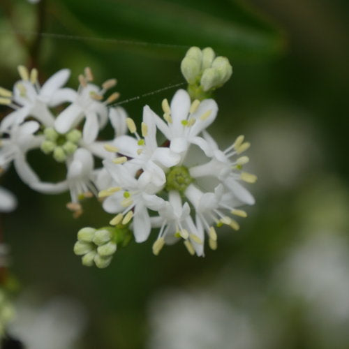 Heptacodium miconioides - Temple of Bloom® Seven-Son Flower