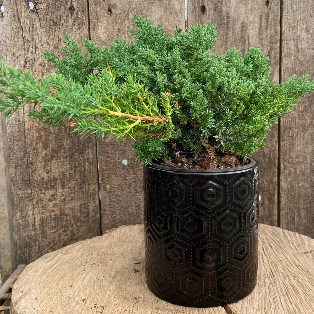 Ceramic Cylinder Pot Cover - Patterned