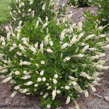 Load image into Gallery viewer, Clethra alnifolia - Vanilla Spice® Summersweet
