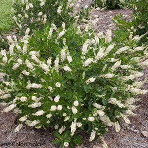 Clethra alnifolia - Vanilla Spice® Summersweet