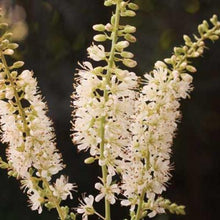 Load image into Gallery viewer, Clethra alnifolia - Vanilla Spice® Summersweet
