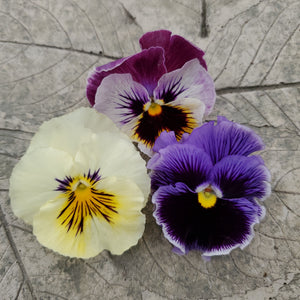 Pansy, Frizzle Sizzle Mix