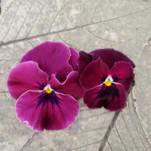 Load image into Gallery viewer, Pansy, Cool Wave
