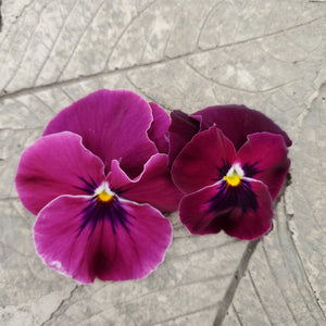 Pansy, Cool Wave