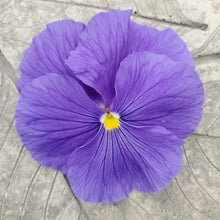 Load image into Gallery viewer, Pansy, Delta
