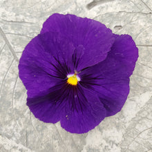 Load image into Gallery viewer, Pansy, Delta
