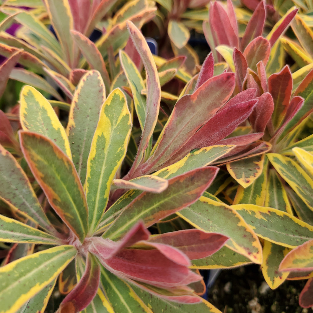 Euphorbia × martini ‘Ascot Rainbow’ - Ascot Rainbow Martin's Spurge