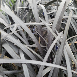 Ophiopogon planiscapus ‘Nigrescens’ - Black Mondo Grass