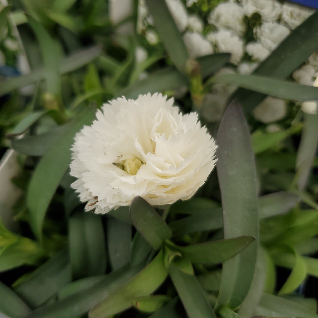 Dianthus caryophyllus Sunflor®Cosmos - Sunflor®Cosmos Dwarf Hardy Carnation