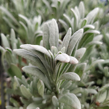 Load image into Gallery viewer, Lavandula angustifolia &#39;Sensational&#39; - Sensational English Lavender
