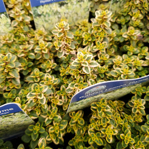 Thymus × citriodorus ‘Gold Edge’ - Golden Lemon Thyme