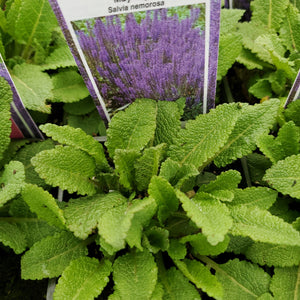 Salvia nemorosa 'May Night' - May Night Perennial Sage