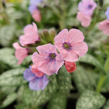 Load image into Gallery viewer, Pulmonaria ‘Pretty in Pink’ - Pretty in Pink Lungwort
