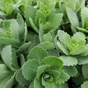 Sedum 'Autumn Joy' - Autumn Joy Stonecrop