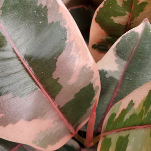 Ficus elastica 'Ruby' - Ruby Rubber Plant