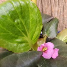Load image into Gallery viewer, Bergenia cordifolia &#39;Shoeshine™ ‘Rose’ -   Shoeshine™ Rose Bergenia
