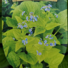 Load image into Gallery viewer, Brunnera &#39;Diane&#39;s Gold&#39; - Diane&#39;s Gold Siberian Bugloss

